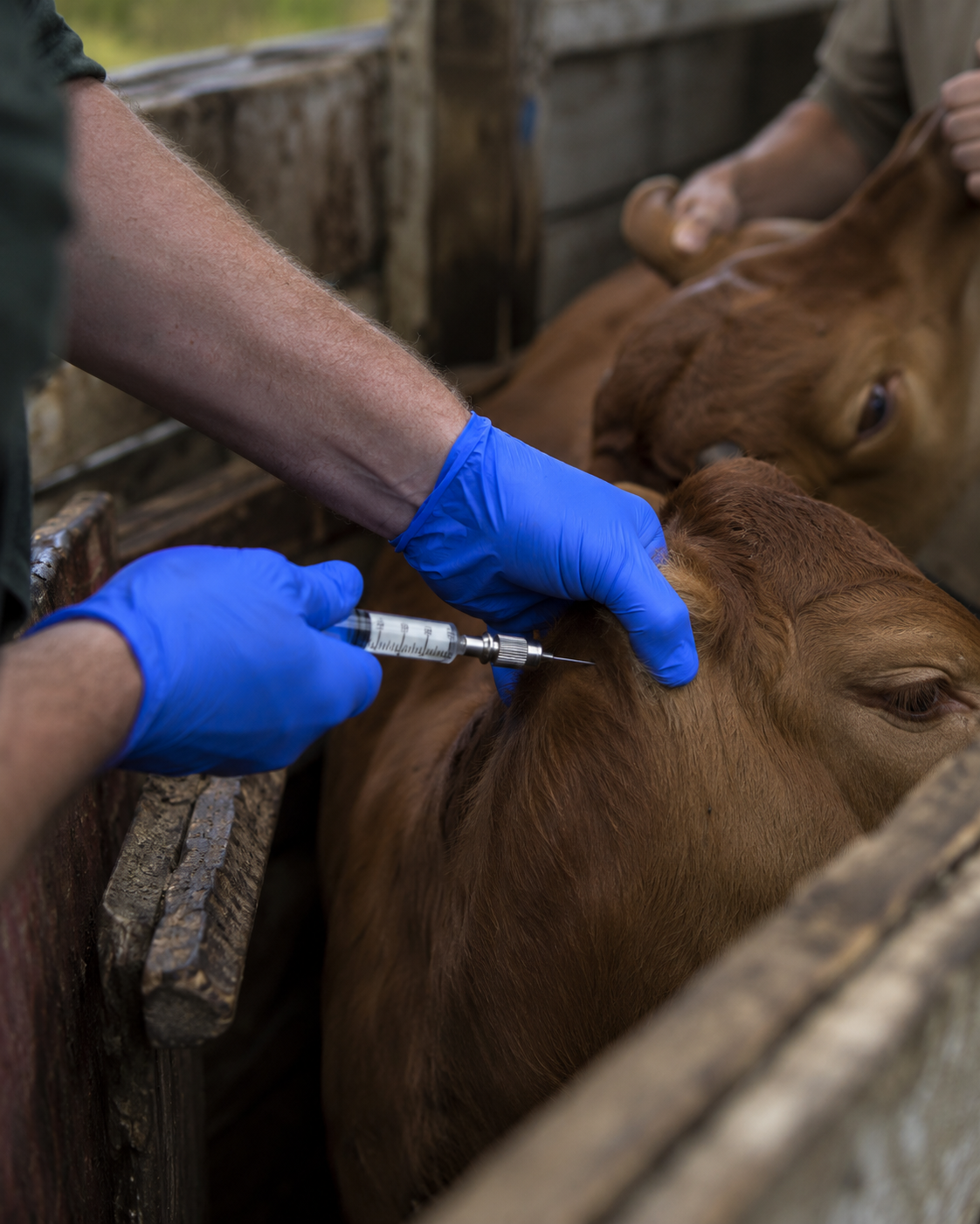 Veterinario aplicando una vacuna a un becerro inmovilizado en la manga